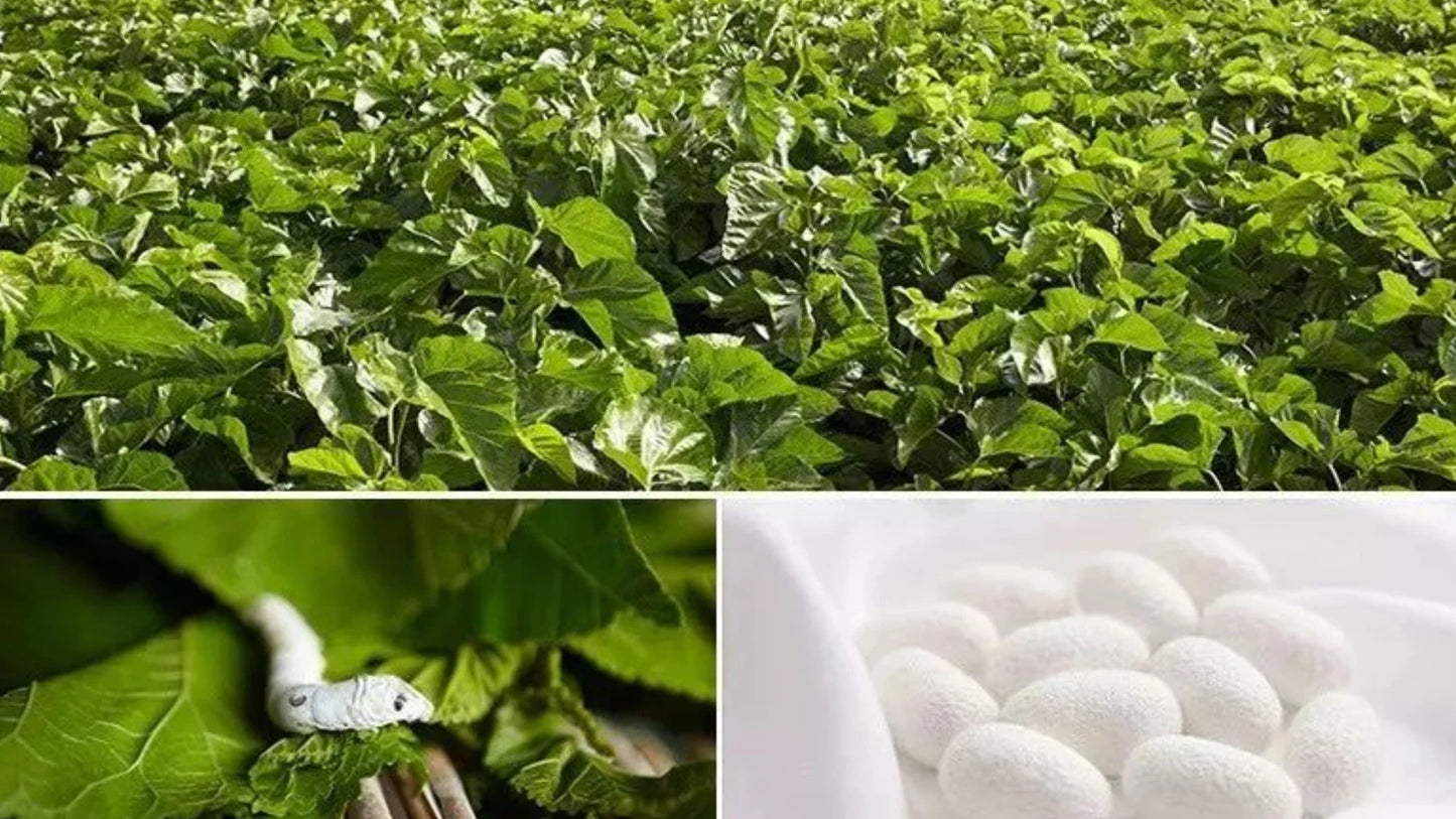 19 momme Pure Silk Lace Chemise Nightgown and Robe Set Ladies Two-Piece Luxury Satin Home Suit for Women Sexy Silk Pajamas Woman