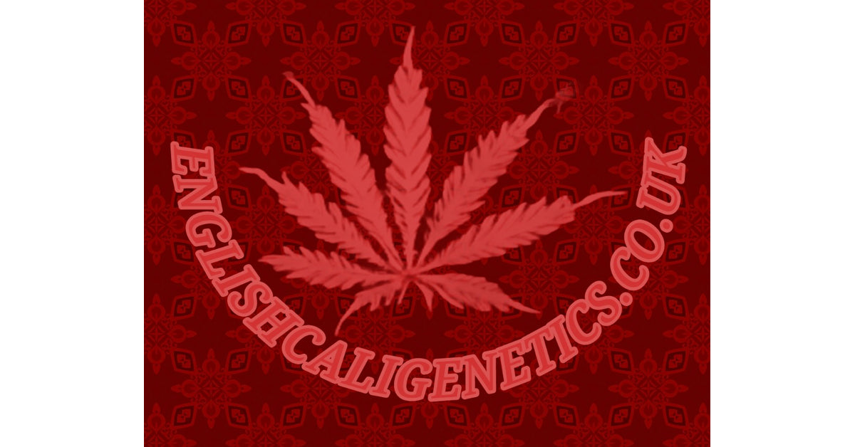 FEMALE CANNABIS SEEDS